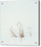 Grass In Snow Field Acrylic Print