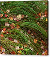 Grasses And Autumn Leaves, Sieur De Acrylic Print