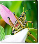 Grasshopper View Of Life Acrylic Print