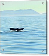 Gray Whale Tail Acrylic Print