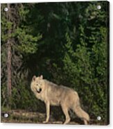 Gray Wolf Poses In Taiga Forest Canada Acrylic Print