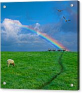 Grazing Sheep Beneath Rainbow Acrylic Print