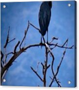 Great Blue Heron 3 Acrylic Print