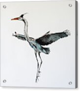 Great Blue Heron Acrylic Ink 1 Acrylic Print