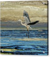 Great Blue Heron Landing On Rosemary Lake At Sunset Acrylic Print