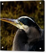 Great Blue Heron Acrylic Print