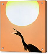 Great Blue Heron, Screeching, Sunset Acrylic Print