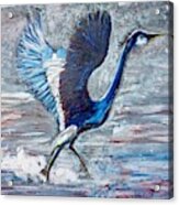 Great Blue Heron -taking Flight From Water Acrylic Print