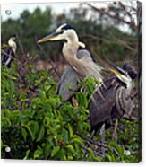 Great Blue Herons Mother And Baby Acrylic Print