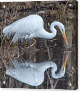 Great Egret In Breeding Plumage Dmsb0154 Acrylic Print