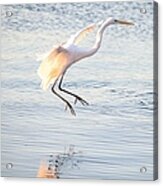 Great Egret In Flight Acrylic Print