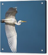 Great Egret's Flight Acrylic Print