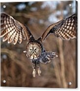 Great Gray Owl Swoops Down Acrylic Print