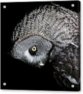 Great Grey Owl Strix Nebulosa, Close-up Acrylic Print