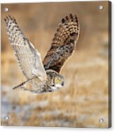 Great Horned Owl In Flight Acrylic Print