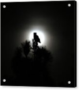 Great Horned Owl With Winter Moon Acrylic Print