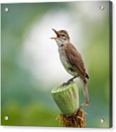 Great Reed Warbler Acrylic Print