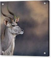 Greater Kudu Portrait Acrylic Print