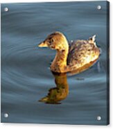 Grebe Acrylic Print