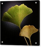 Green And Yellow Ginkgo Leaves On Black Acrylic Print
