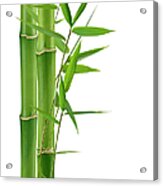 Green Bamboo Acrylic Print