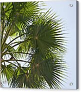Green Clusters Of Palm Fronds Against Acrylic Print
