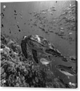 Green Sea Turtle And Schooling Fish Acrylic Print