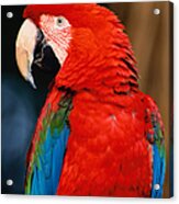 Green-winged Macaw Ara Chloroptera Acrylic Print