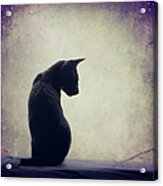 Grey Cat Sitting On Shelf Acrylic Print