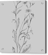 Grey Flower Sketch Illustration Acrylic Print