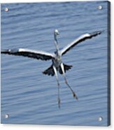 Grey Heron In For A Landing Acrylic Print