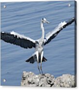 Grey Heron Landing Acrylic Print
