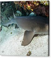 Grey Nurse Shark Lies On The Bottom Of The Ocean Floor In Utila Acrylic Print