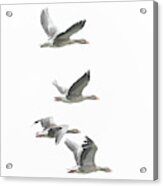 Greylag Geese Acrylic Print