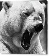 Grimacing Polar Bear Acrylic Print