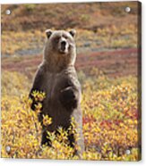 Grizzly Bear Standing Amid Autumn Acrylic Print