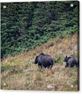 Grizzly Mountain Acrylic Print