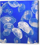 Group Of Small Jelly Fish Acrylic Print