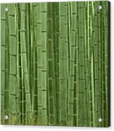 Grove Of Bamboo Trees Phyllostachys Acrylic Print