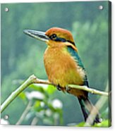 Guam Micronesian Kingfisher Acrylic Print