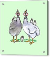 Guinea Fowl Family Acrylic Print
