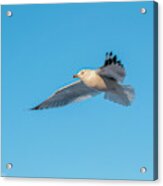 Gull In Flight 1 Acrylic Print
