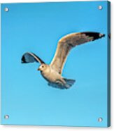 Gull In Flight 2 Acrylic Print
