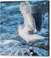 Gull In The Surf Acrylic Print