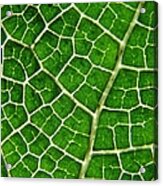 Gunnera Manicata Leaf Acrylic Print