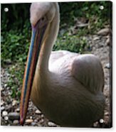 Handsome Pelican Acrylic Print
