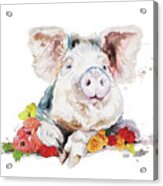 Happy Little Pig Acrylic Print