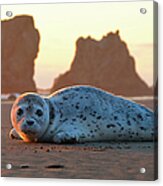 Harbor Seal Pup At Sunset Acrylic Print