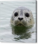 Harbor Seal Pup In Elkhorn Slough Acrylic Print