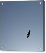 Hawk Flying High In Blue Sky Acrylic Print